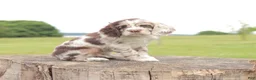 Cocker Spaniel dogs for sale: Axle - Ad 3
