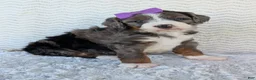 Mini Bernedoodle dogs for sale: Mini Indy - Ad 15