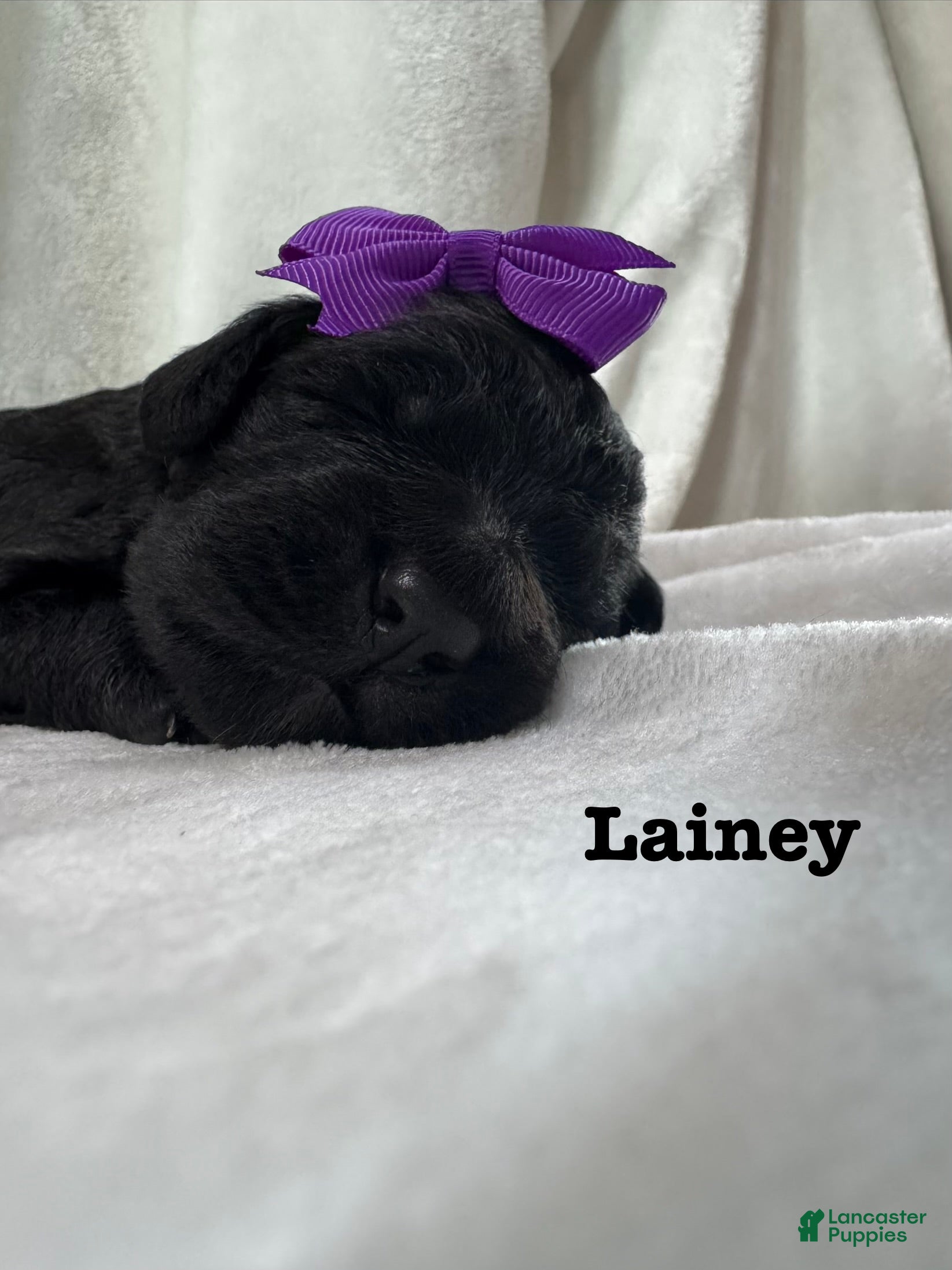 Bernedoodle dogs Lainey - Ad 14