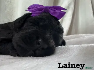 Bernedoodle dogs Lainey - Ad 14