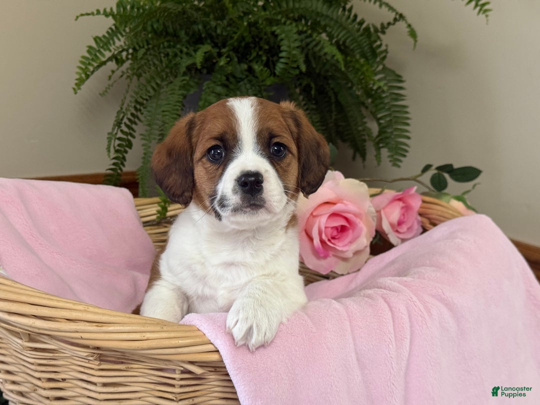 Mixed Breed dogs for sale: Coffee - Ad 5