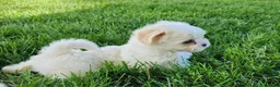 Teddy Bear dogs for sale: Bullet - Ad 3