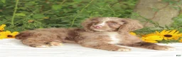 Cocker Spaniel dogs for sale: Cooper - Ad 4