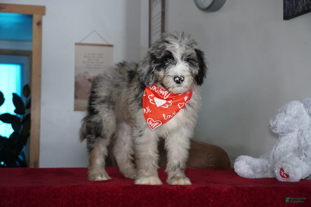 Sheepadoodle dogs for sale: Aspen - Ad 4