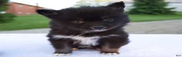 Pomsky dogs for sale: Mia - Ad 1