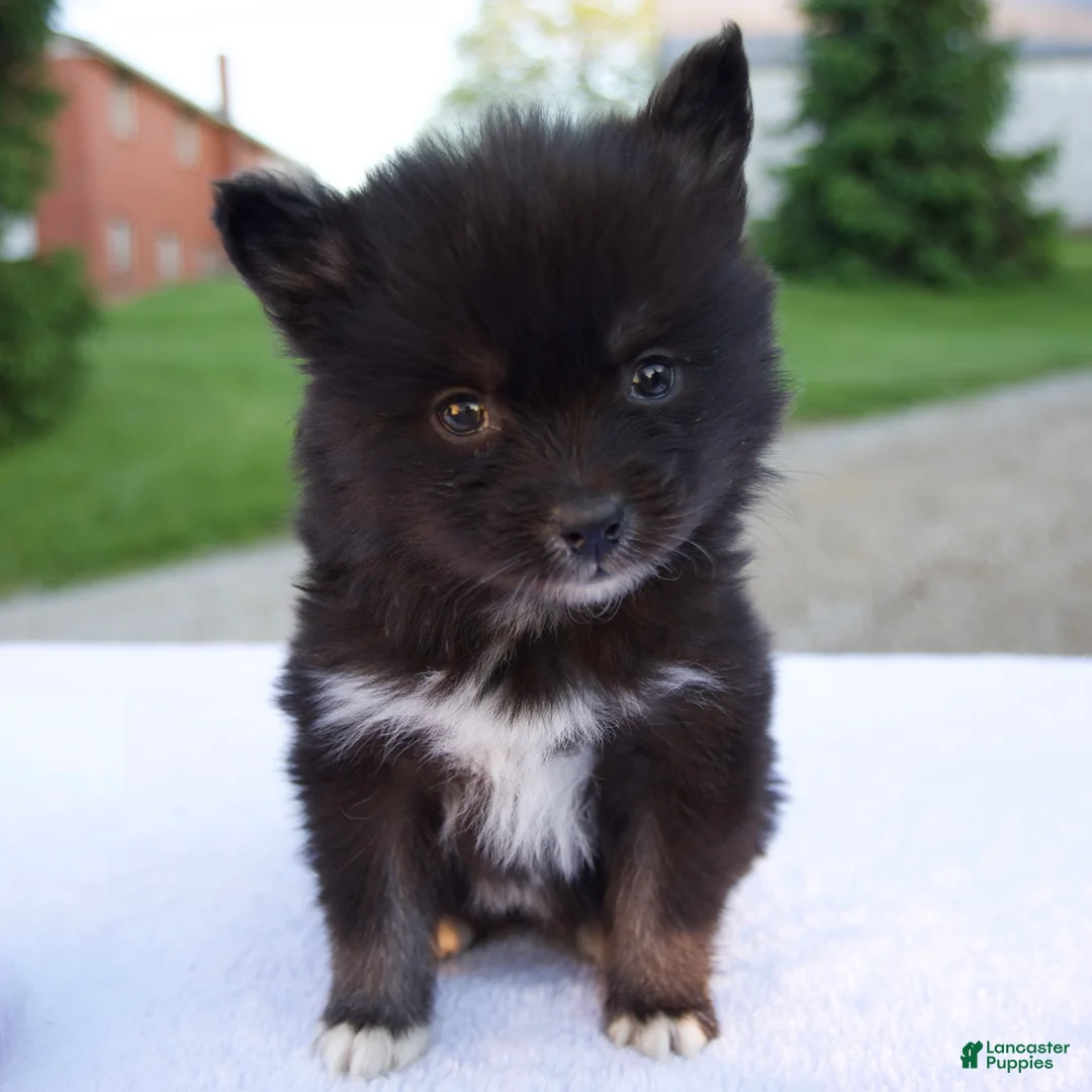 Pomsky dogs for sale: Mia - Ad 1