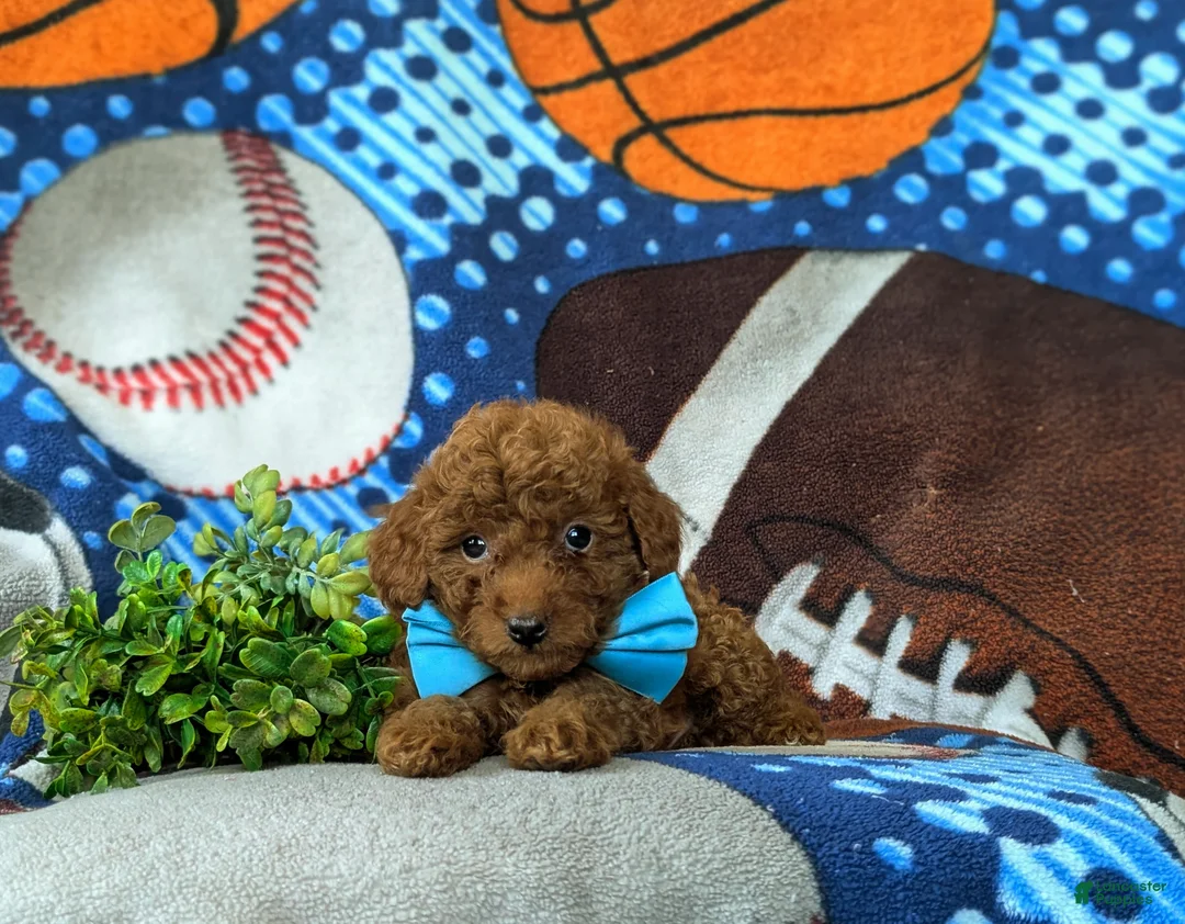 Mini Goldendoodle dogs for sale: Royce 10 lbs full grown - Ad 5