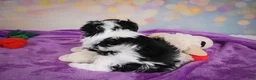 Maltipoo dogs for sale: Tyler - Ad 10