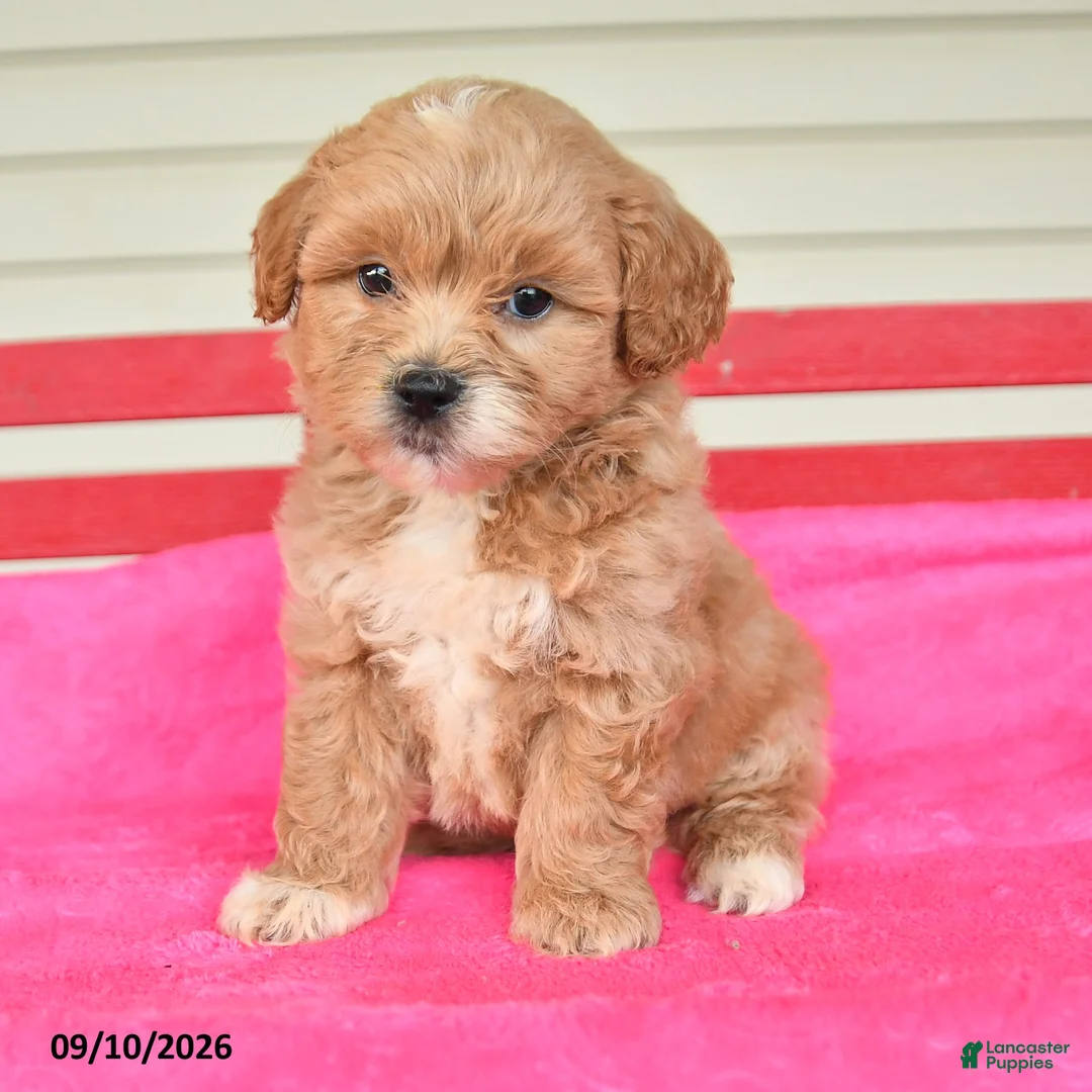 Shihpoo dogs for sale: Ryan - Ad 2