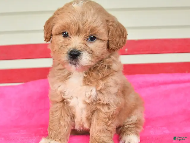 Shihpoo dogs Ryan - Ad 2