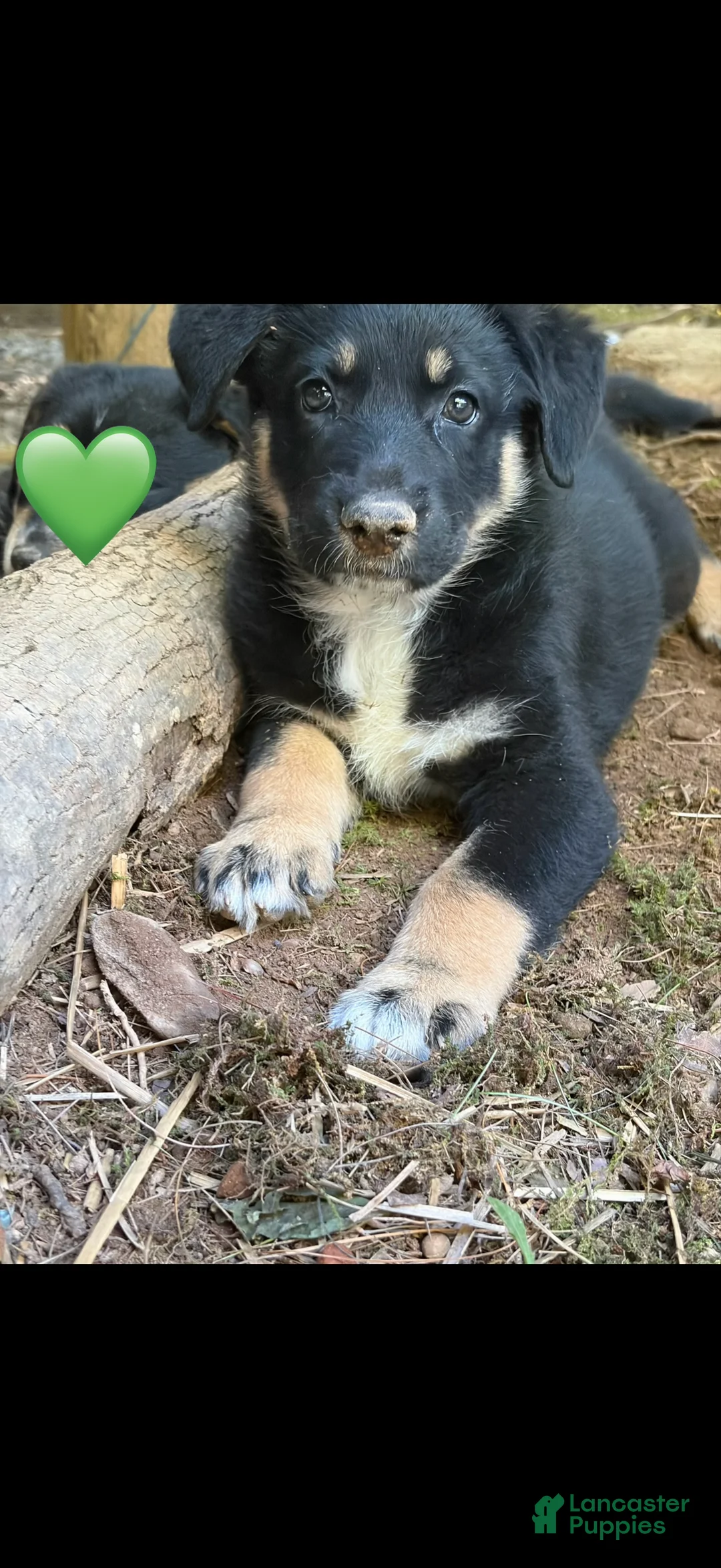 Mixed Breed dogs for sale: Green heart - Ad 1