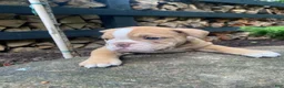English Bulldog dogs for sale: Pearl - Ad 14