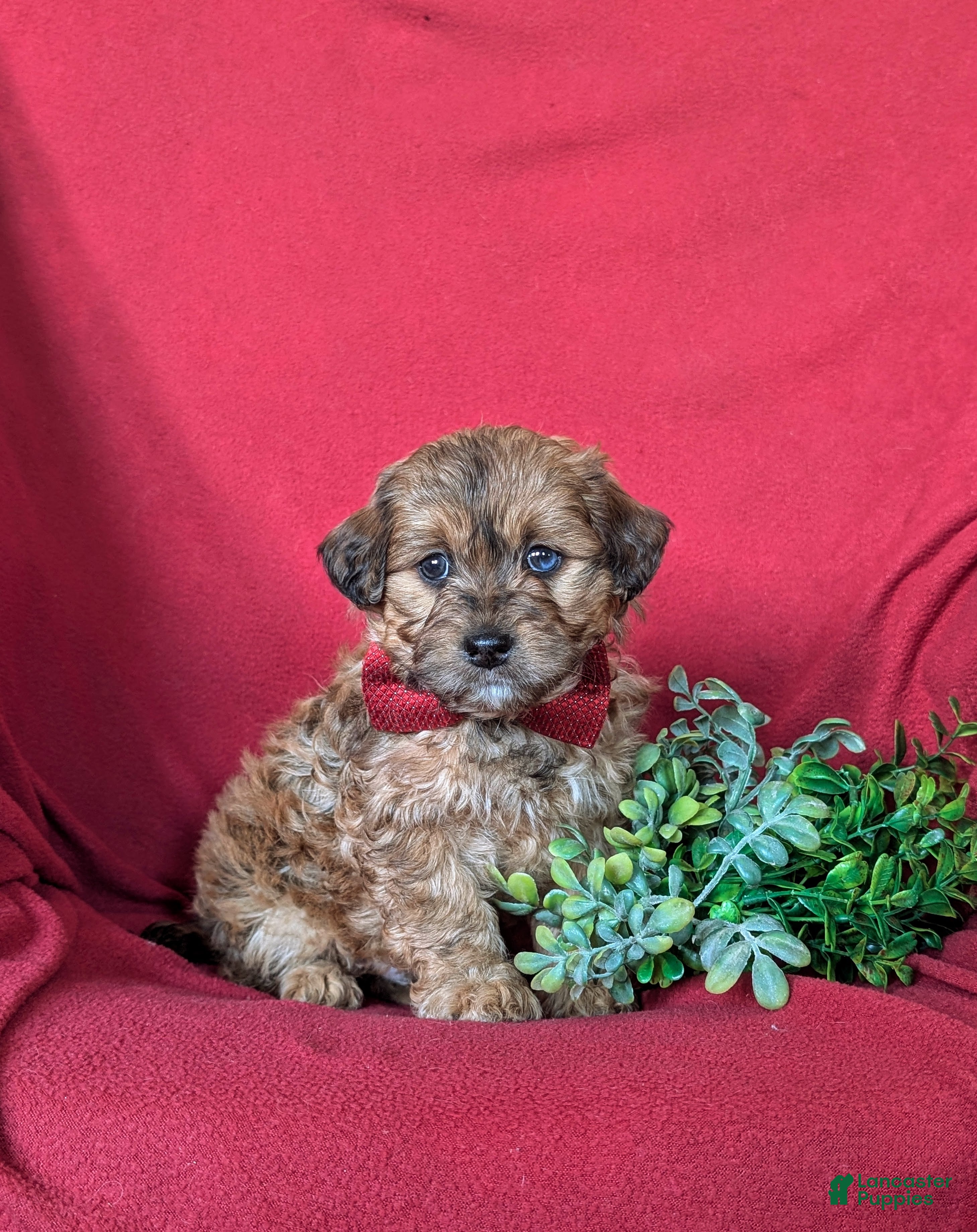 Shihpoo dogs Gardner - Ad 1