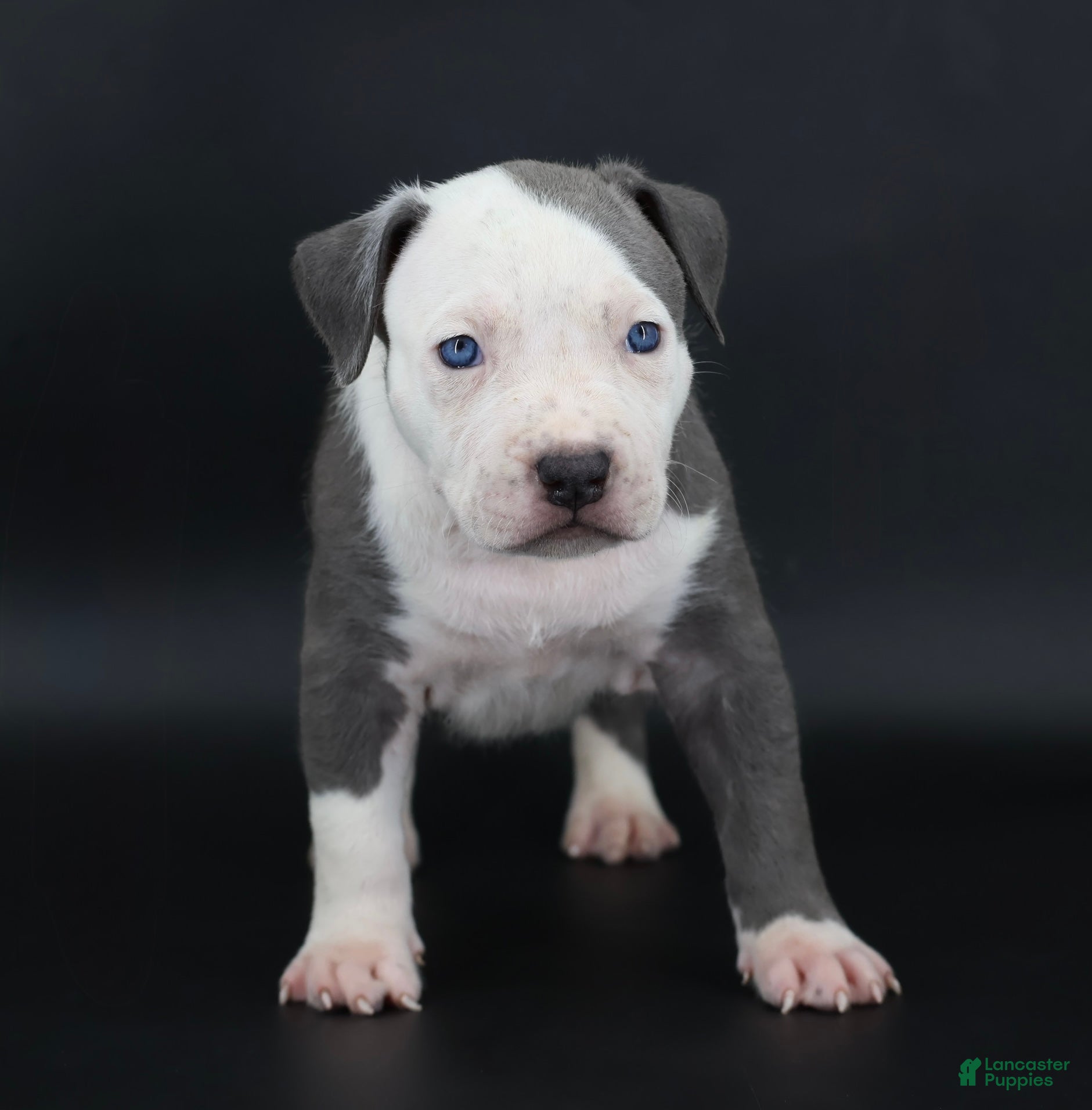 American Bully dogs Chancellor - Ad 1