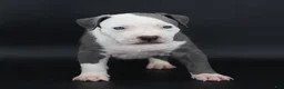 American Bully dogs for sale: Empress - Ad 12