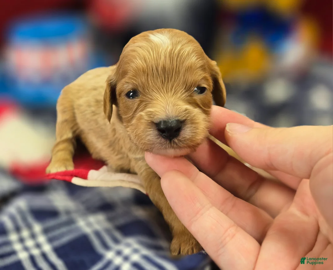 Cavapoo dogs for sale: Miles - Ad 2