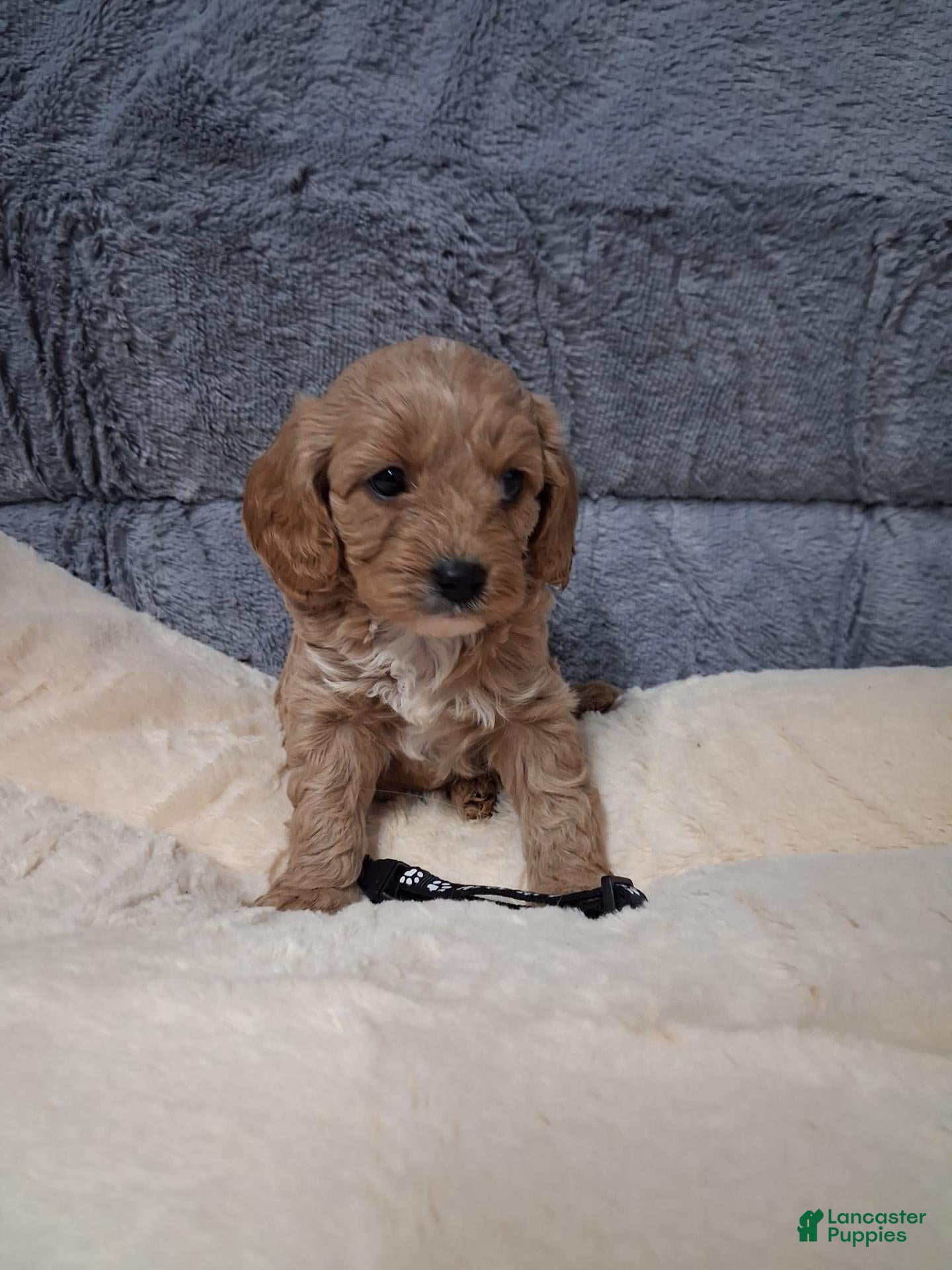 Cavapoo dogs for sale: Cavapoo 4 - Ad 7