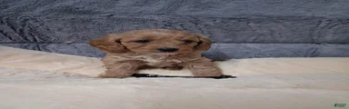Cavapoo 4
