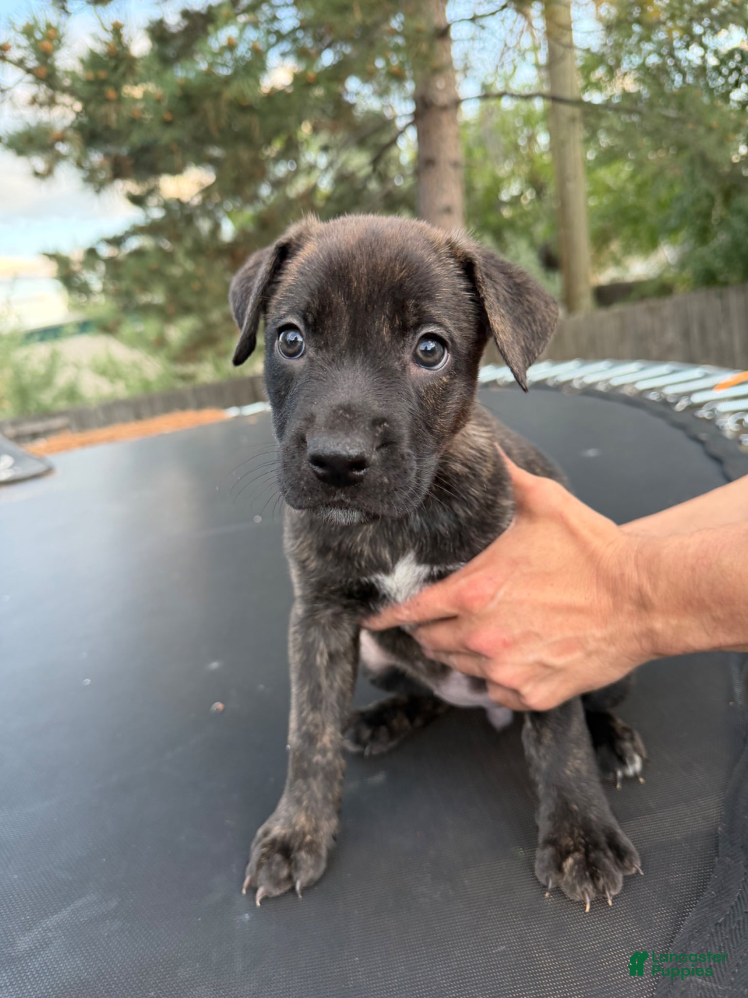 Mixed Breed Puppy 2