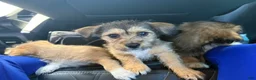 Mixed Breed dogs for sale: Stella - Ad 4