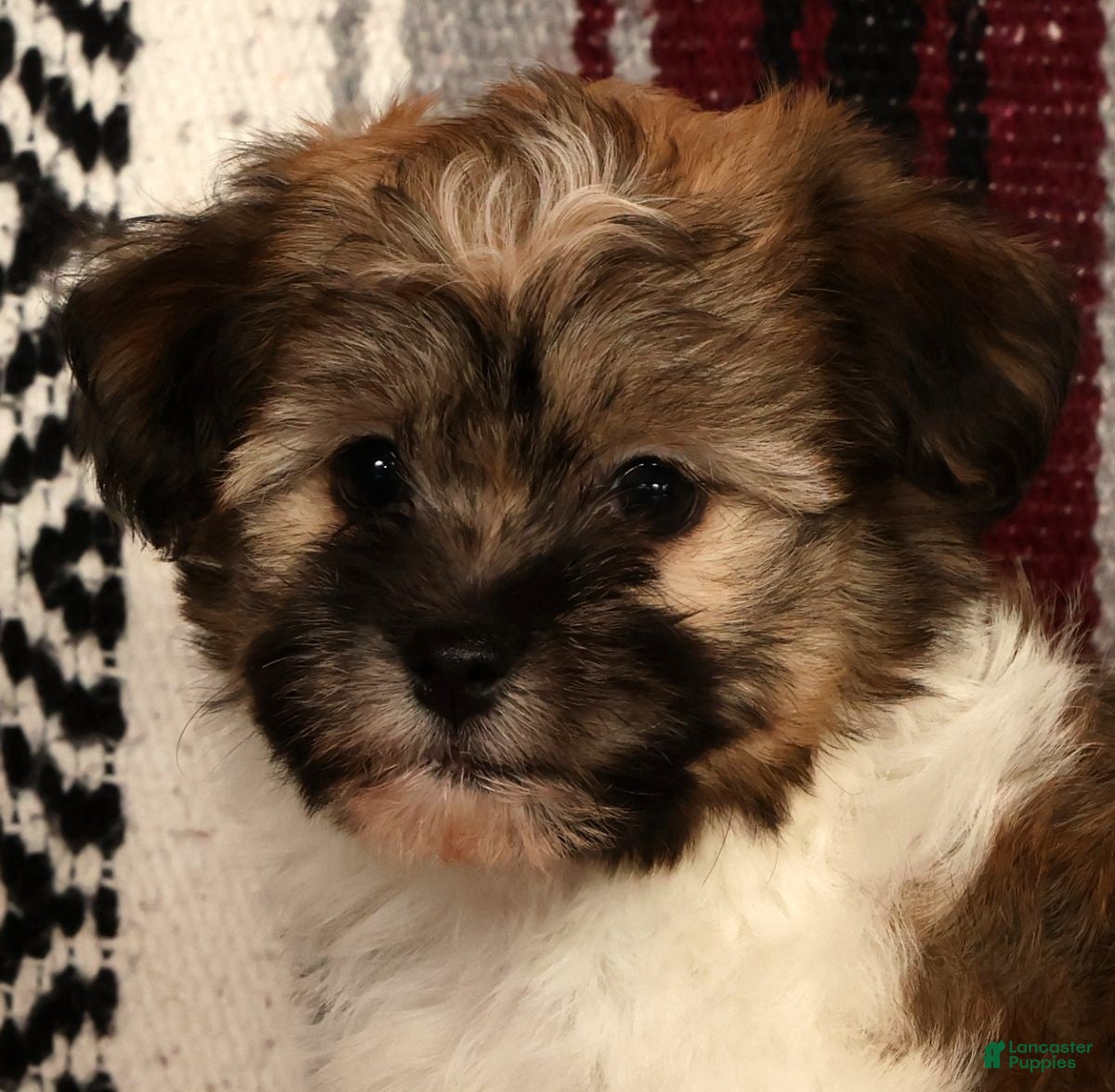 Havanese dogs for sale: Mocha - Ad 3