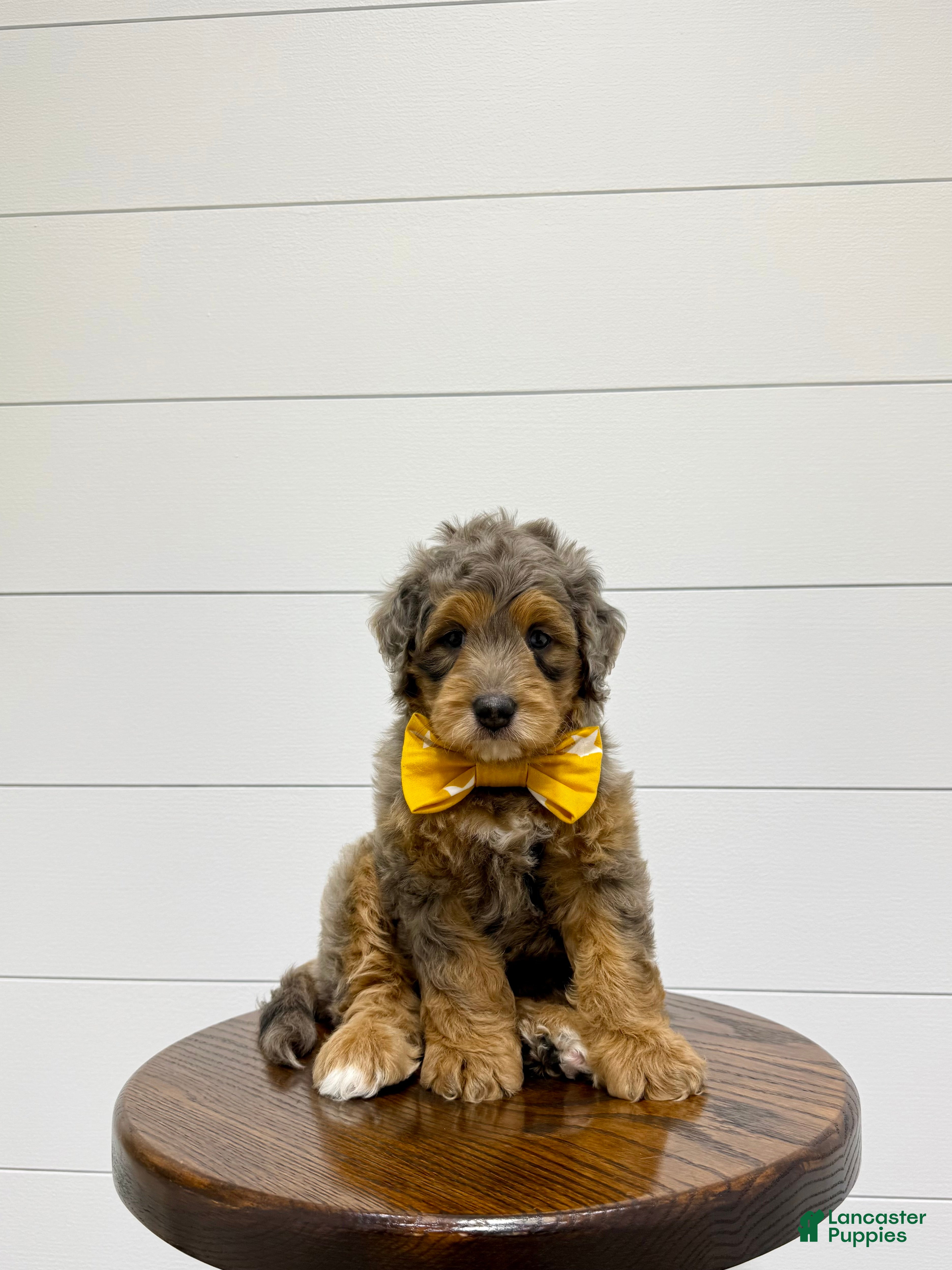Mini Goldendoodle dogs Cash 🧸❤️ - Ad 2