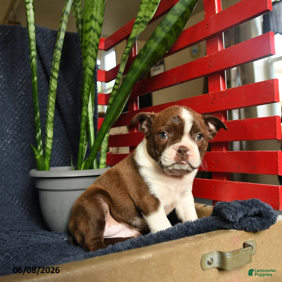 Boston Terrier dogs for sale: Falcon - Ad 5
