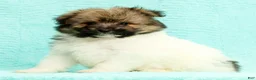 Pomapoo dogs for sale: Gabby - Ad 7