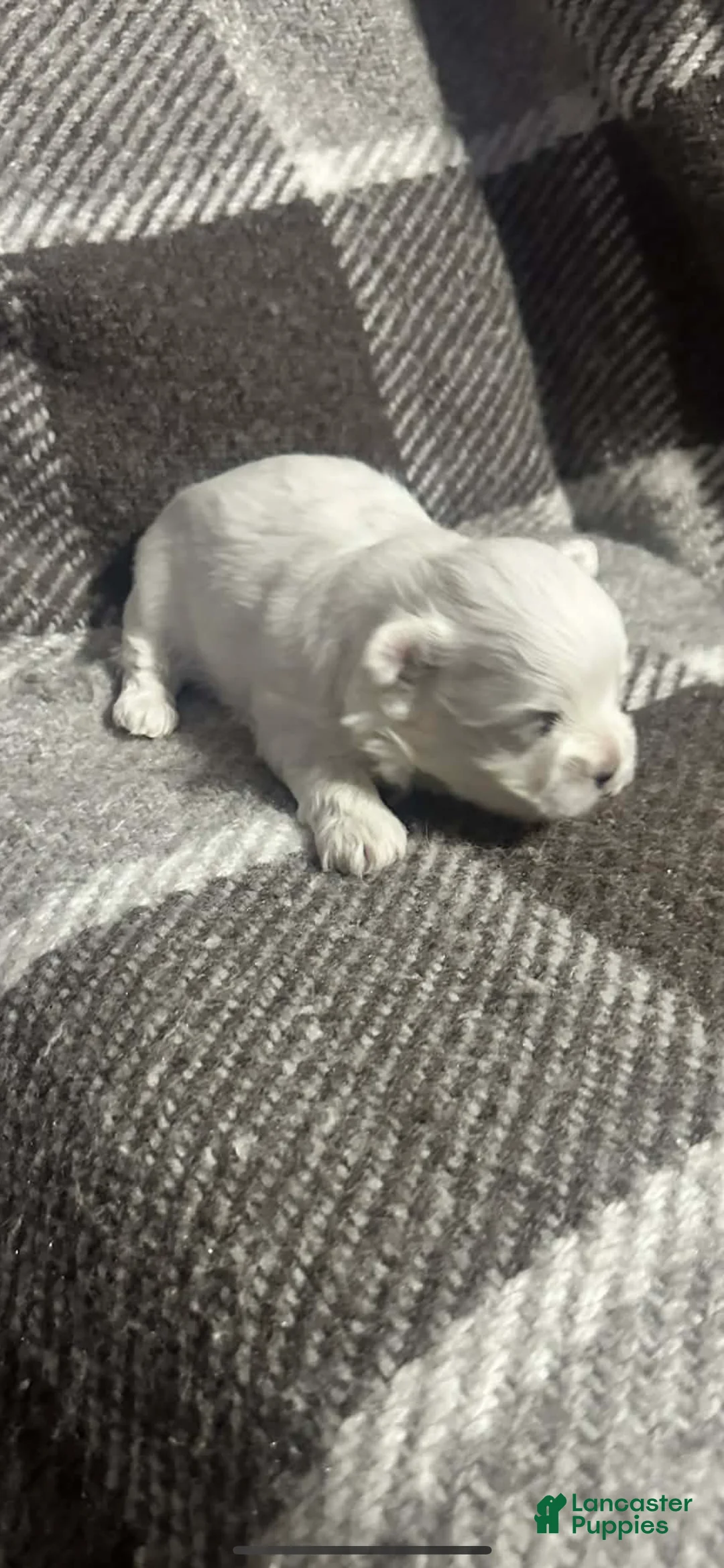 Maltese dogs for sale: Maltese 3 - Ad 1