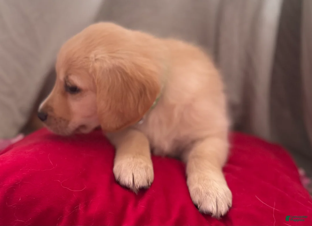 Mixed Breed dogs for sale: Green Collar - Ad 2