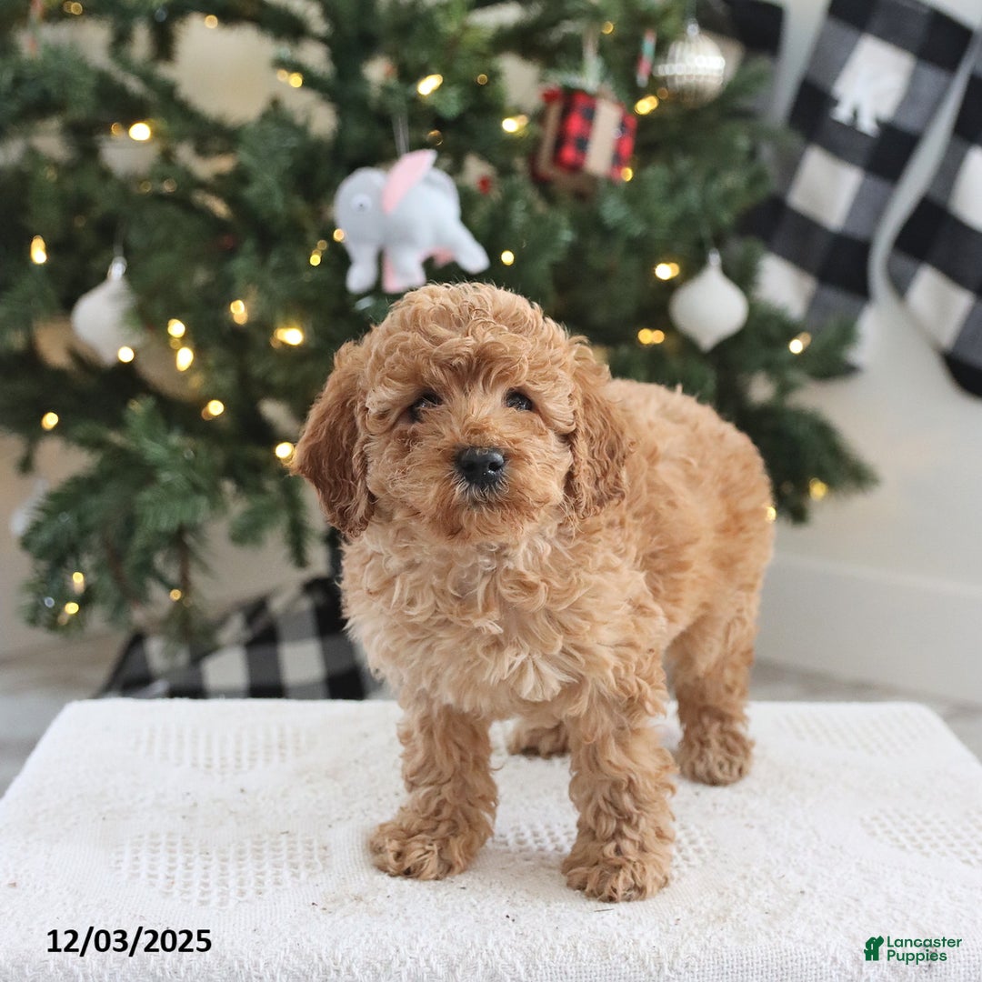 Cockapoo dogs for sale: Ari - Ad 1