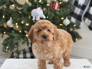 Cockapoo dogs Ari - Ad 21