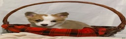 Welsh Corgi Pembroke dogs for sale: Sky - Ad 2