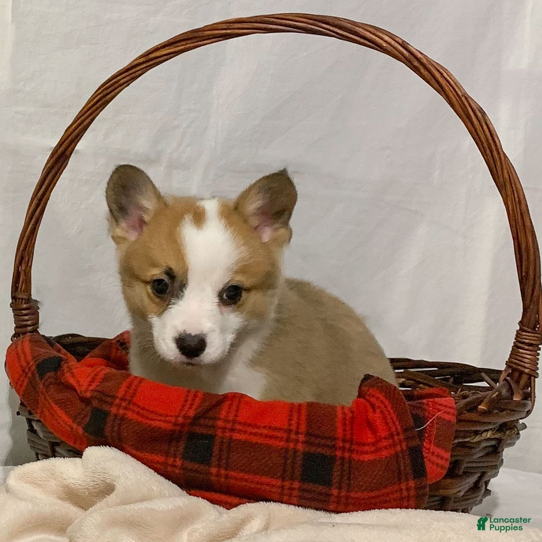 Welsh Corgi Pembroke dogs for sale: Sky - Ad 2