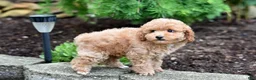 Miniature Poodle dogs for sale: Biscuit - Ad 5