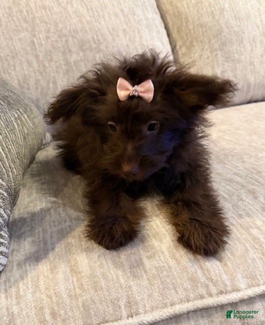 Pomapoo dogs Clarice - Ad 7