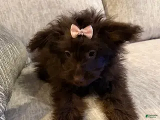 Pomapoo dogs Clarice - Ad 7