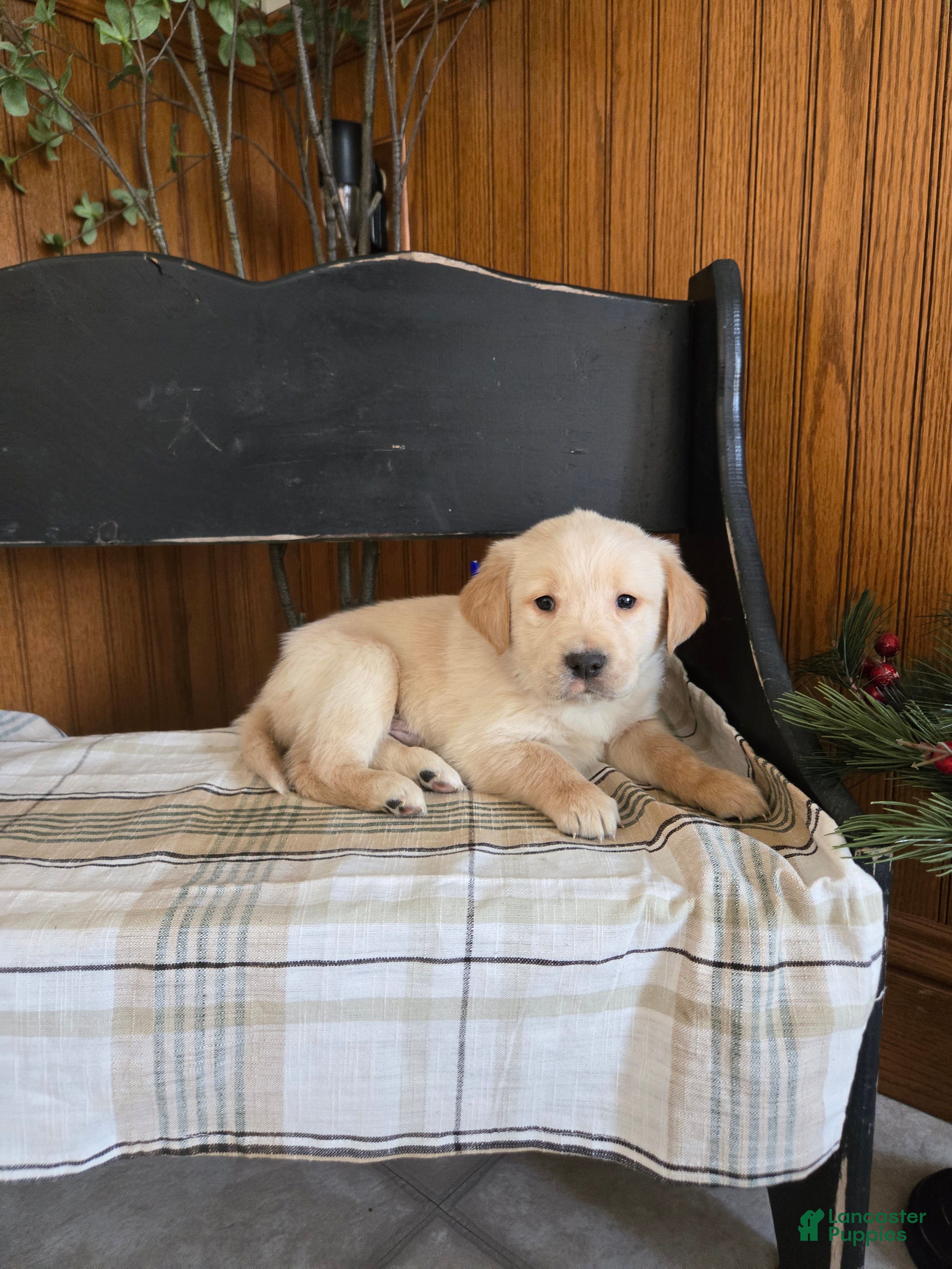 Goldador dogs Sara  - Ad 13