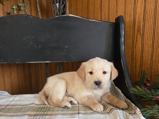 Goldador dogs Sara - Ad 14