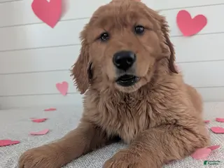 Golden Retriever dogs for sale: Goldie - Ad 1