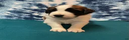 Saint Bernard dogs for sale: Saint Bernard Puppy 5 - Ad 5
