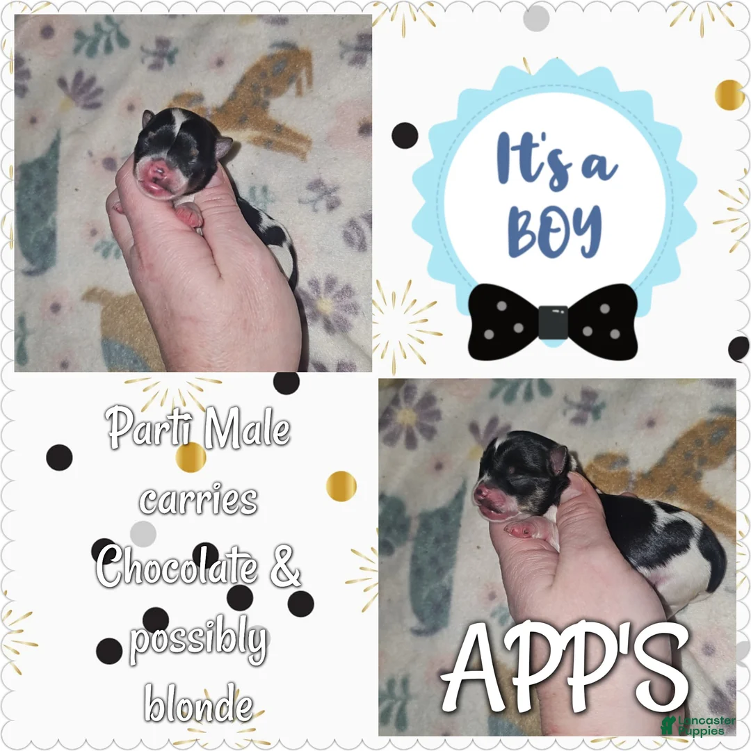 Yorkshire Terrier dogs for sale: Yorkshire Terrier Puppy 1 - Ad 1