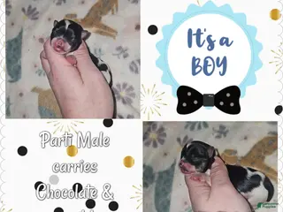 Yorkshire Terrier dogs Yorkshire Terrier Puppy 1 - Ad 37