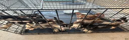 Pitsky dogs for sale: Pitsky 1 - Ad 12