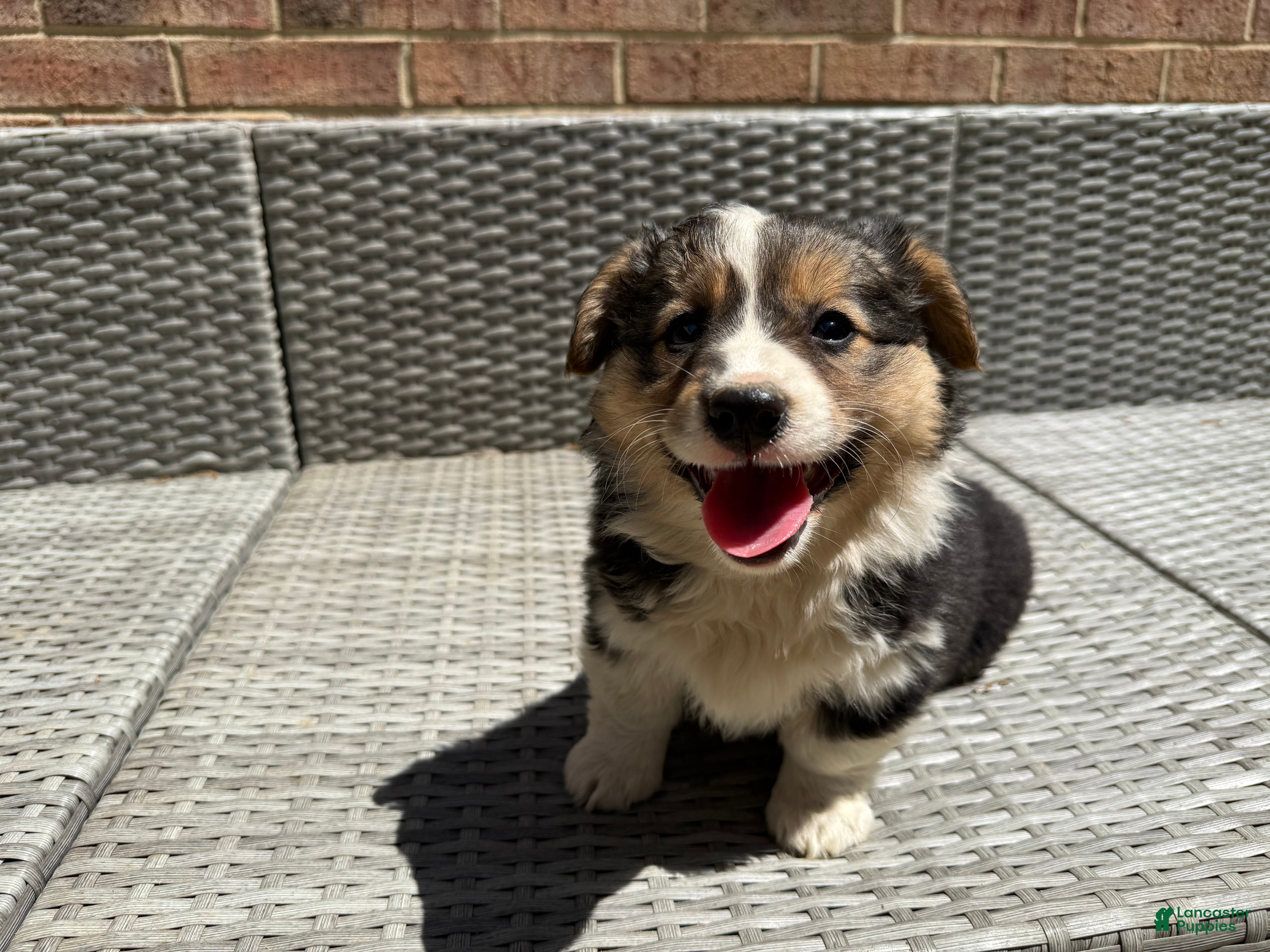 Welsh Corgi Pembroke dogs Welsh Corgi Pembroke Puppy 2 - Ad 13