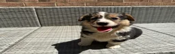 Welsh Corgi Pembroke dogs for sale: Welsh Corgi Pembroke Puppy 2 - Ad 1
