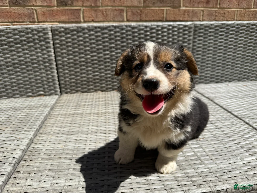 Welsh Corgi Pembroke dogs for sale: Welsh Corgi Pembroke Puppy 2 - Ad 1