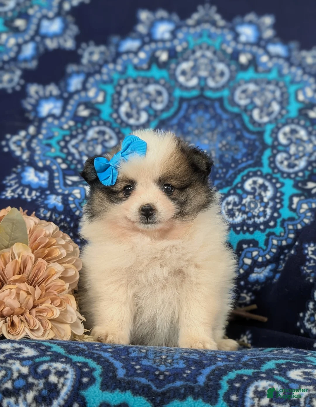 Pomeranian dogs for sale: Madelaine - Ad 2