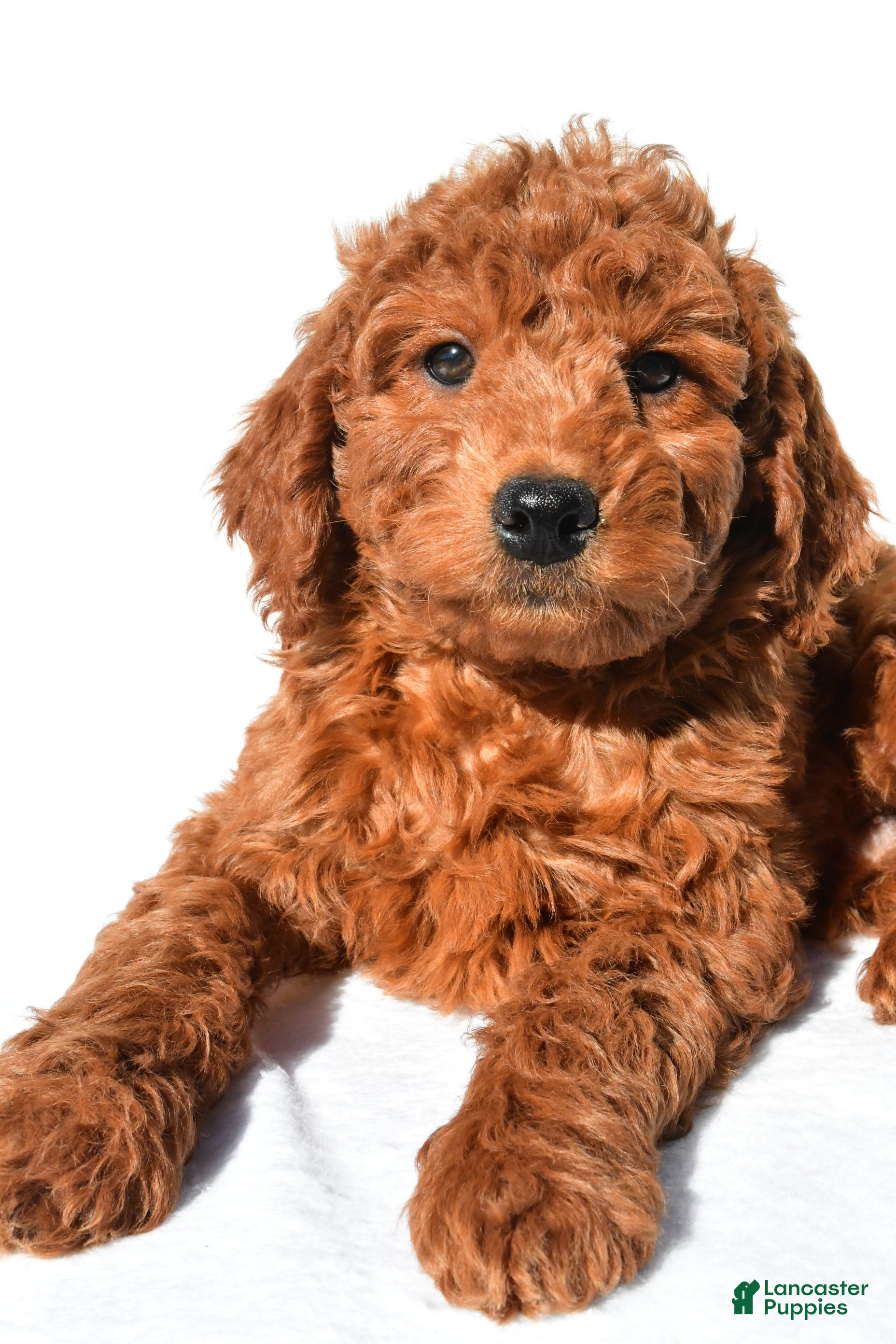 Mini Goldendoodle dogs Rusty - Ad 2
