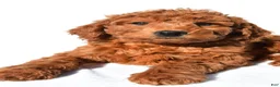 Mini Goldendoodle dogs for sale: Rusty - Ad 2